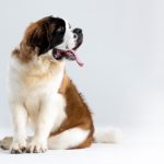 The Ultimate Guide to Italian Hunting Dog Names: From Popular to Unique and Uncommon