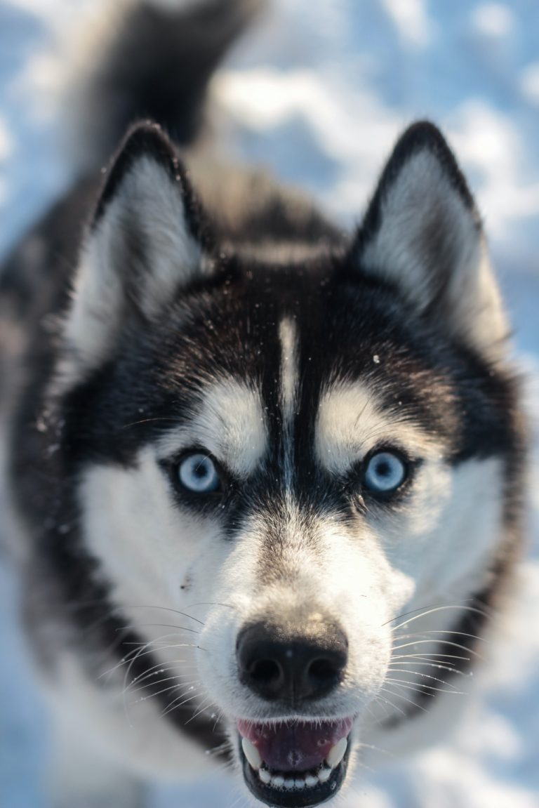 husky dog looking into your eyes
