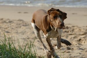 dog, beach, run-5593987.jpg