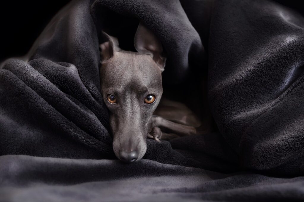 dog, italian greyhound, greyhound-7507541.jpg