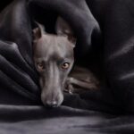 dog, italian greyhound, greyhound-7507541.jpg