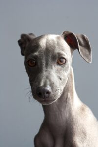 greyhound, dog, puppy-6563435.jpg