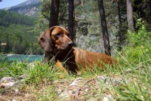 hunting dog, fernsteinsee, tyrol-1303500.jpg