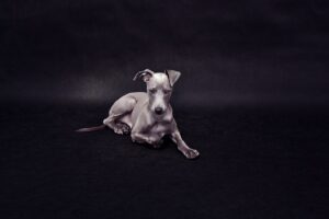 italian greyhound, dog, puppy-6503404.jpg