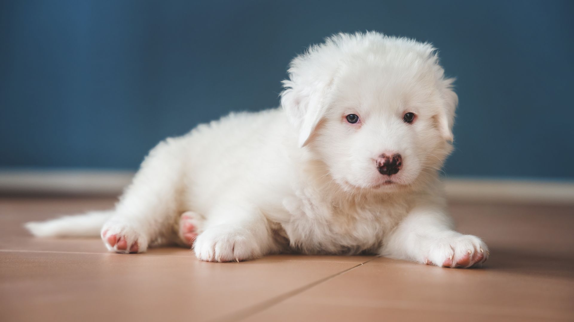 Maremma Sheepdog