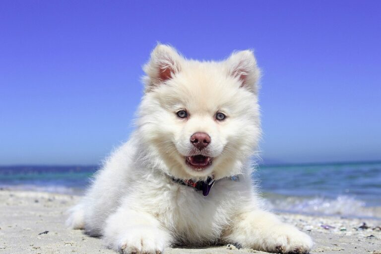 beach, puppy, dog-1790049.jpg