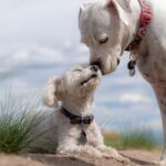 dogs, poodle, white boxer-4429513.jpg
