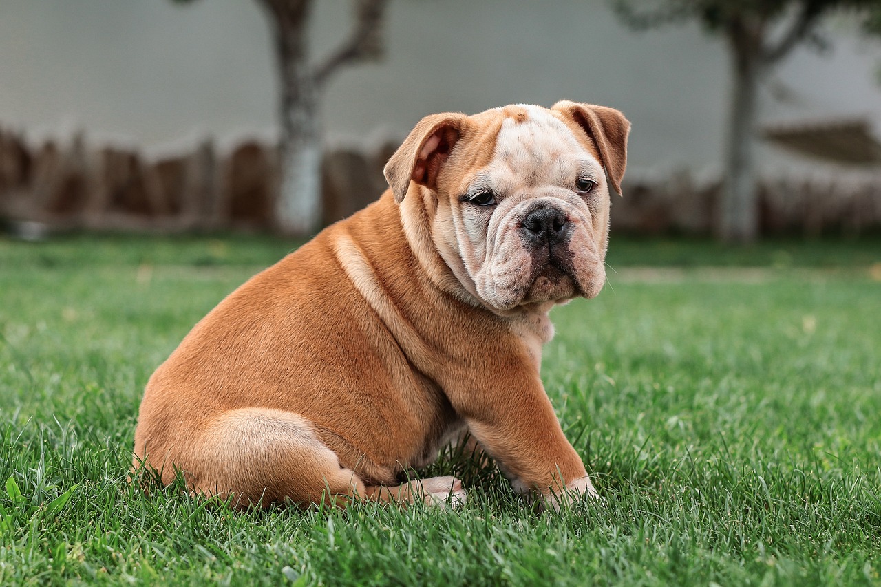 english bulldog, dog, sweet-5422018.jpg