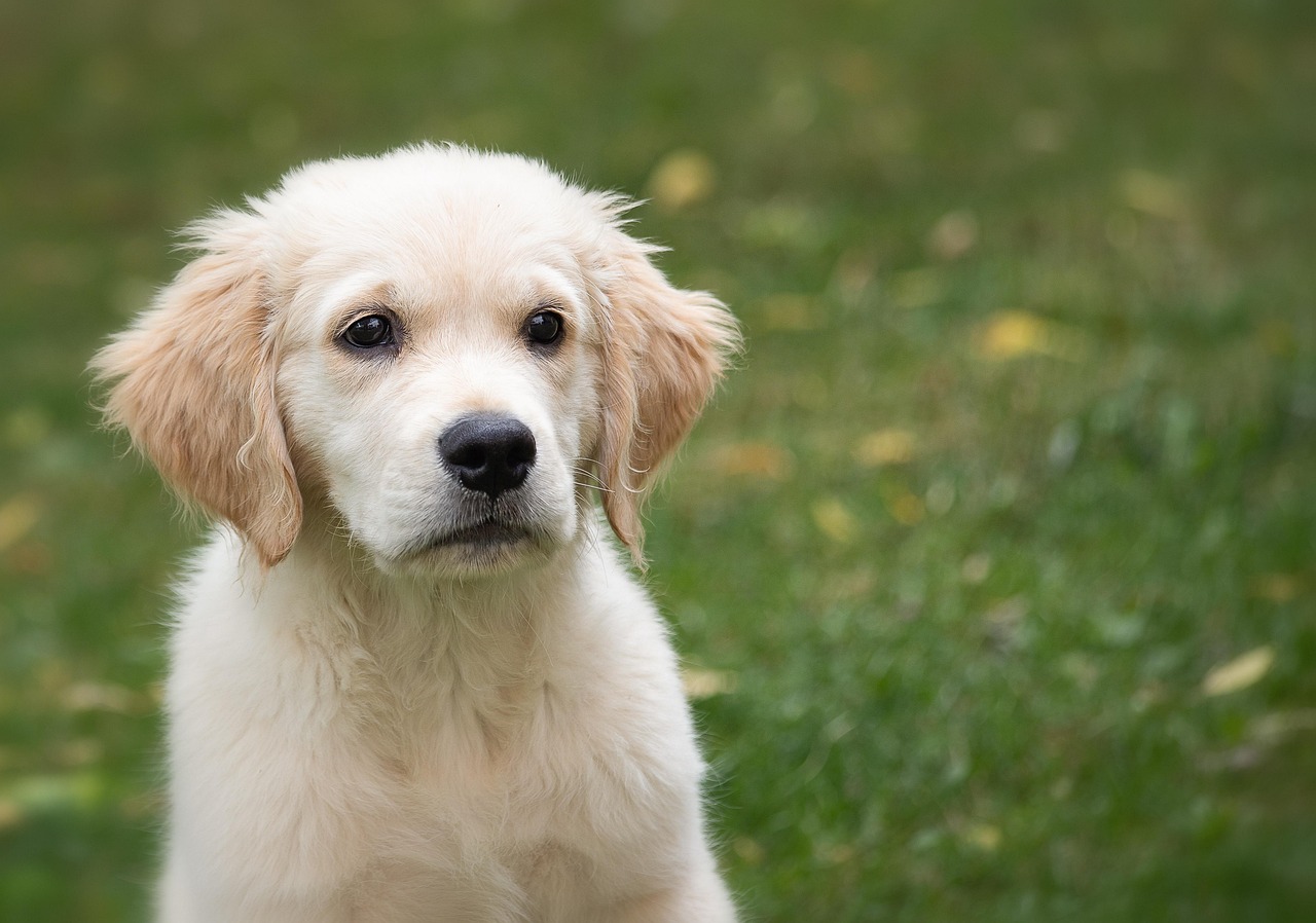 golden retriever, puppy, grass-4390884.jpg