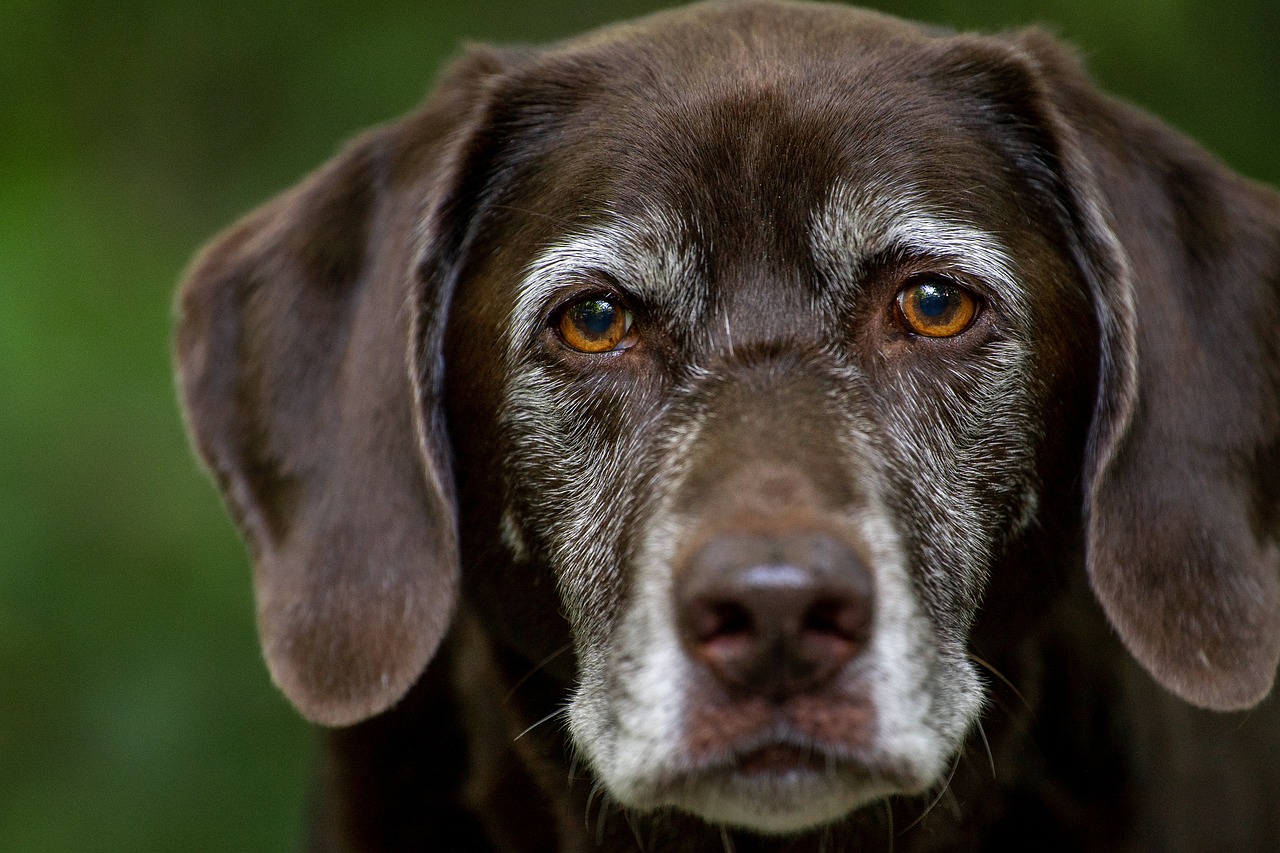 labrador retriever, dog, head-6158095.jpg