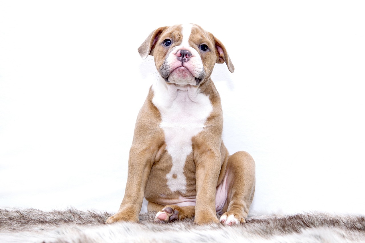 puppy, bulldog, dog-1118584.jpg