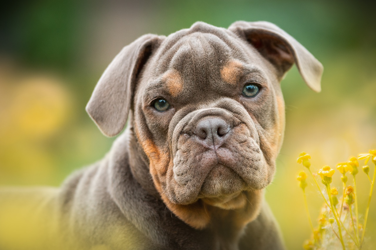 puppy, bulldog, dog-4233378.jpg