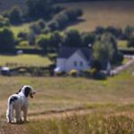 puppy, countryside, reflect-5269050.jpg