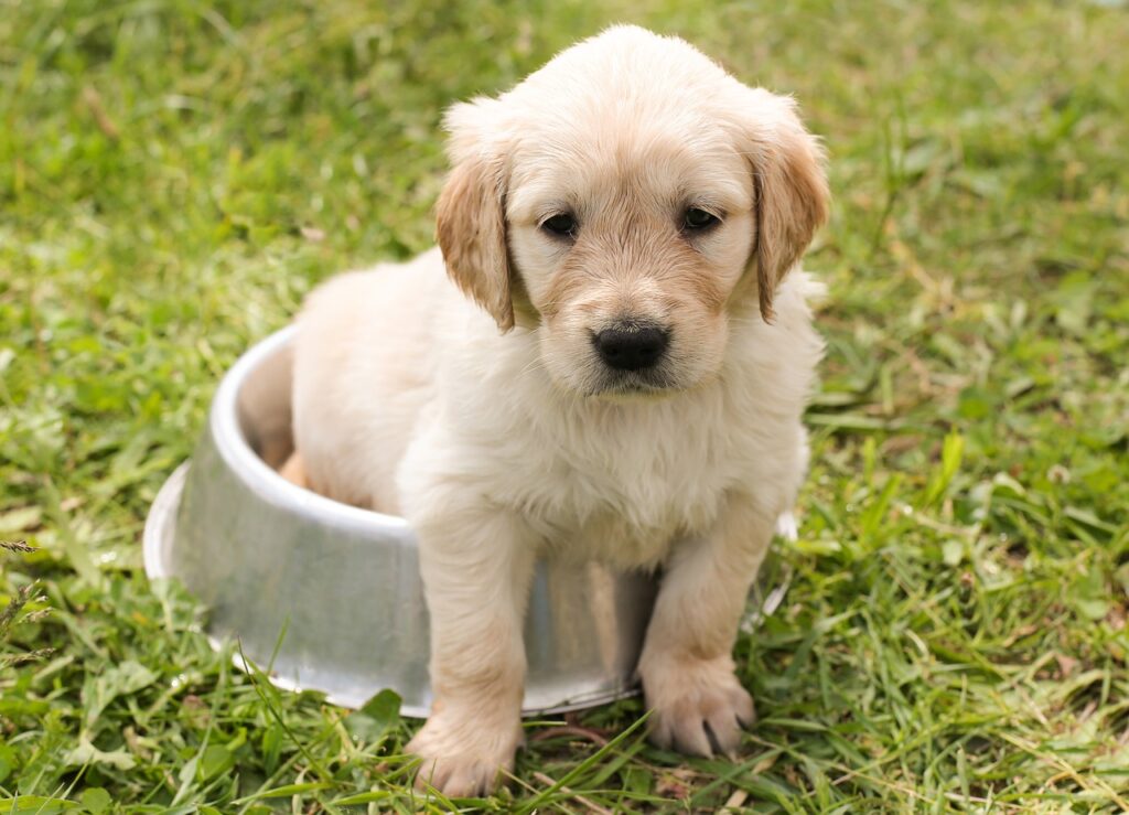 puppy, golden retriever, sat in a dog bowl of water