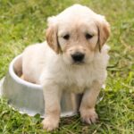 puppy, golden retriever, sat in a dog bowl of water