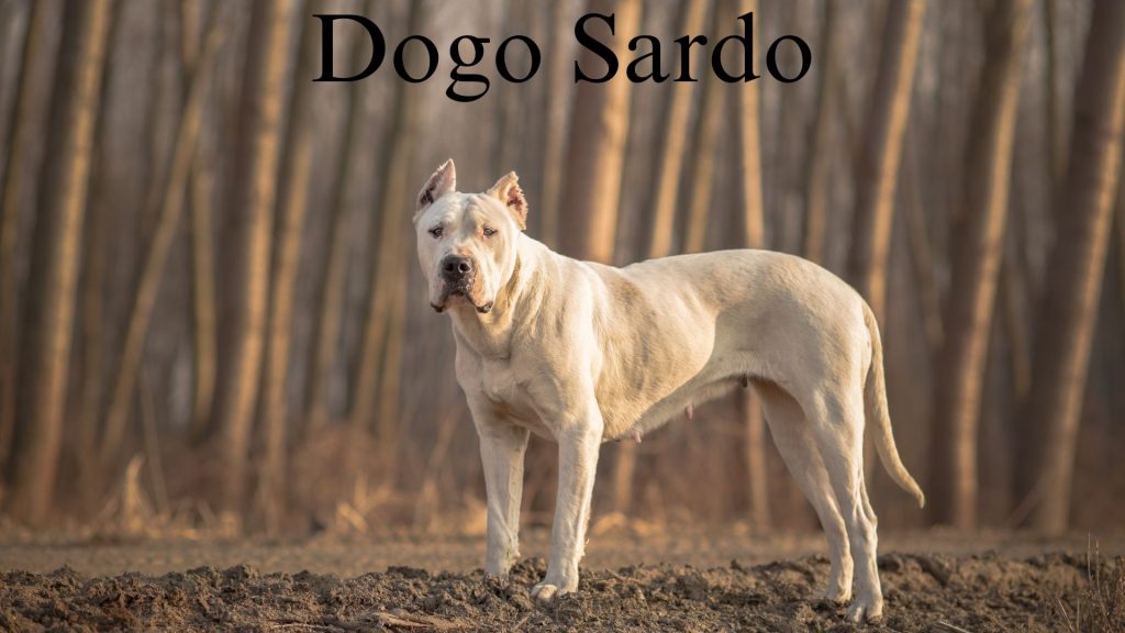 Italian Dog Breeds Archives Italian Dog Names