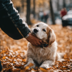 An image capturing the essence of Italian dog commands