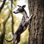 An image showcasing an Italian dog command: "Arrampica" (Climb)